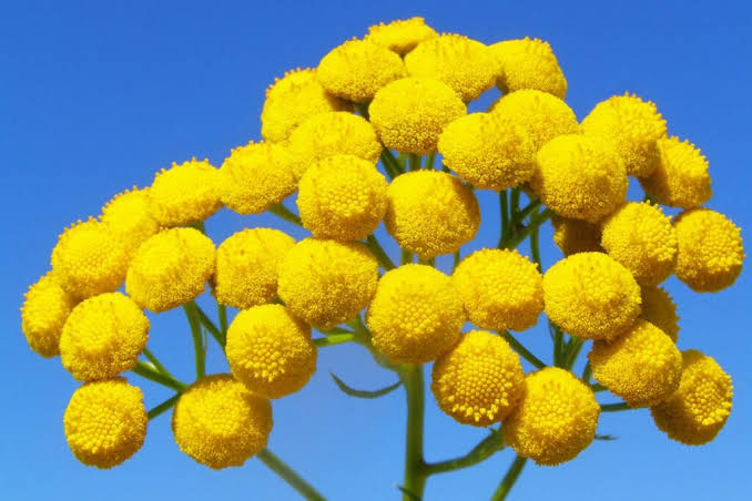 Blue Tansy Flower Oil