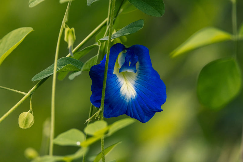 The Secret to a Non-Drying Clay Mask: Why Powdered Butterfly Pea Flower Changes Everything