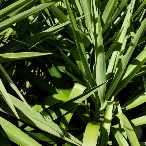 Yucca Extract in Skincare: Why This Natural Cleanser Elevates Your Face Polish
