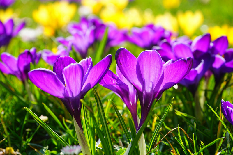 The Spring Awakening: Why Your Skin is Reacting and How to Build Resilience