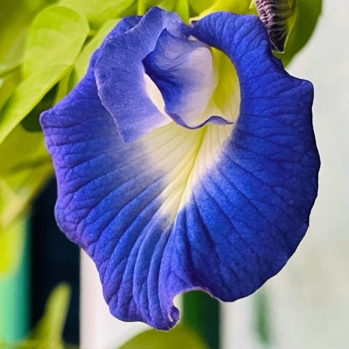 The Secret of Butterfly Pea in Skincare: Nature’s Gift for Glowing Skin
