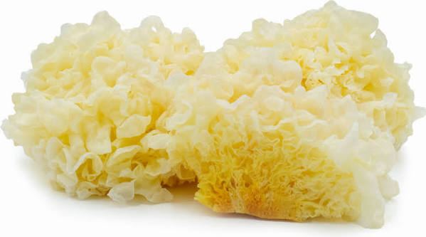 Tremella Extract (Snow Mushroom)