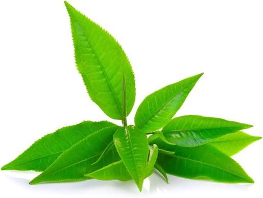 Green Tea Leaf Extract